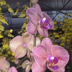 Meet your Posher, Heide